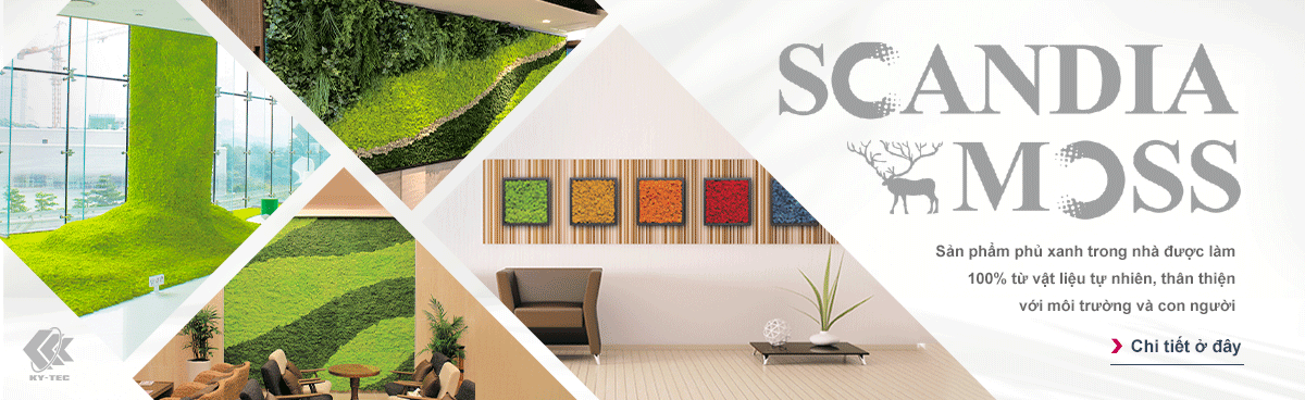 Cây Scandiamoss