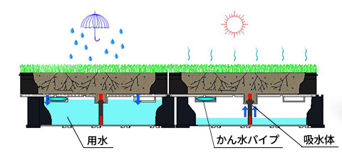 雨水だけで植物の生育を目指す